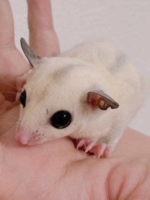 おむかえがきまりました