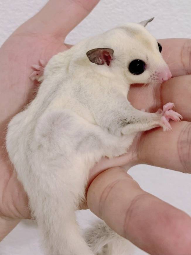 おむかえがきまりました