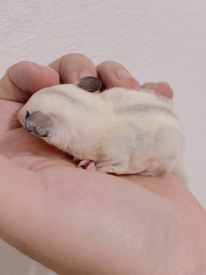 おむかえがきまりました