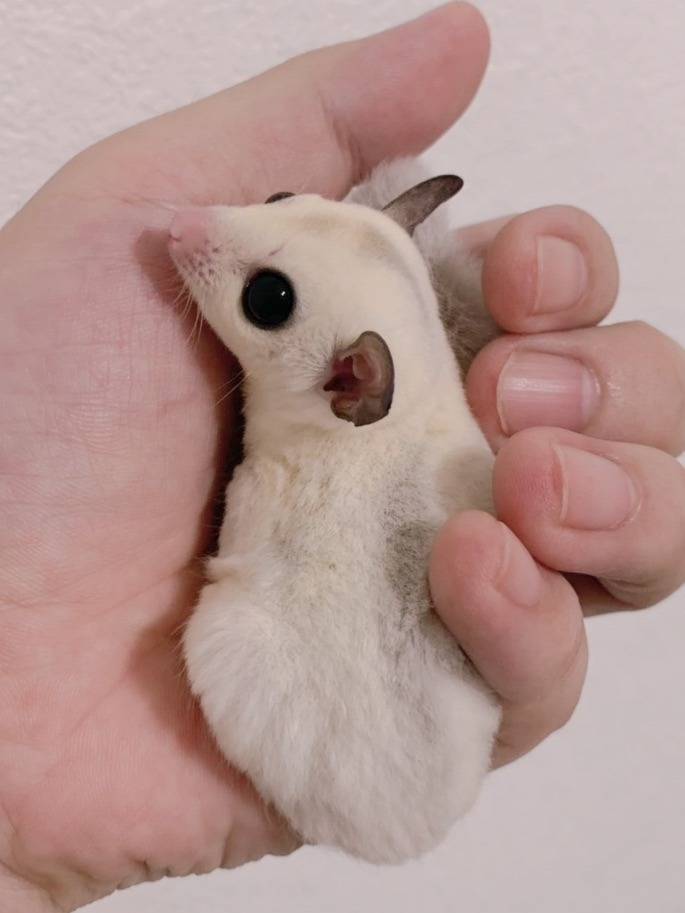 おむかえがきまりました