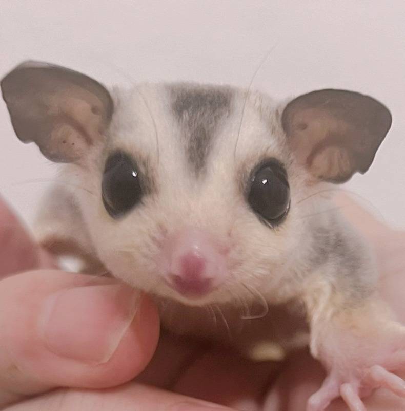 おむかえがきまりました