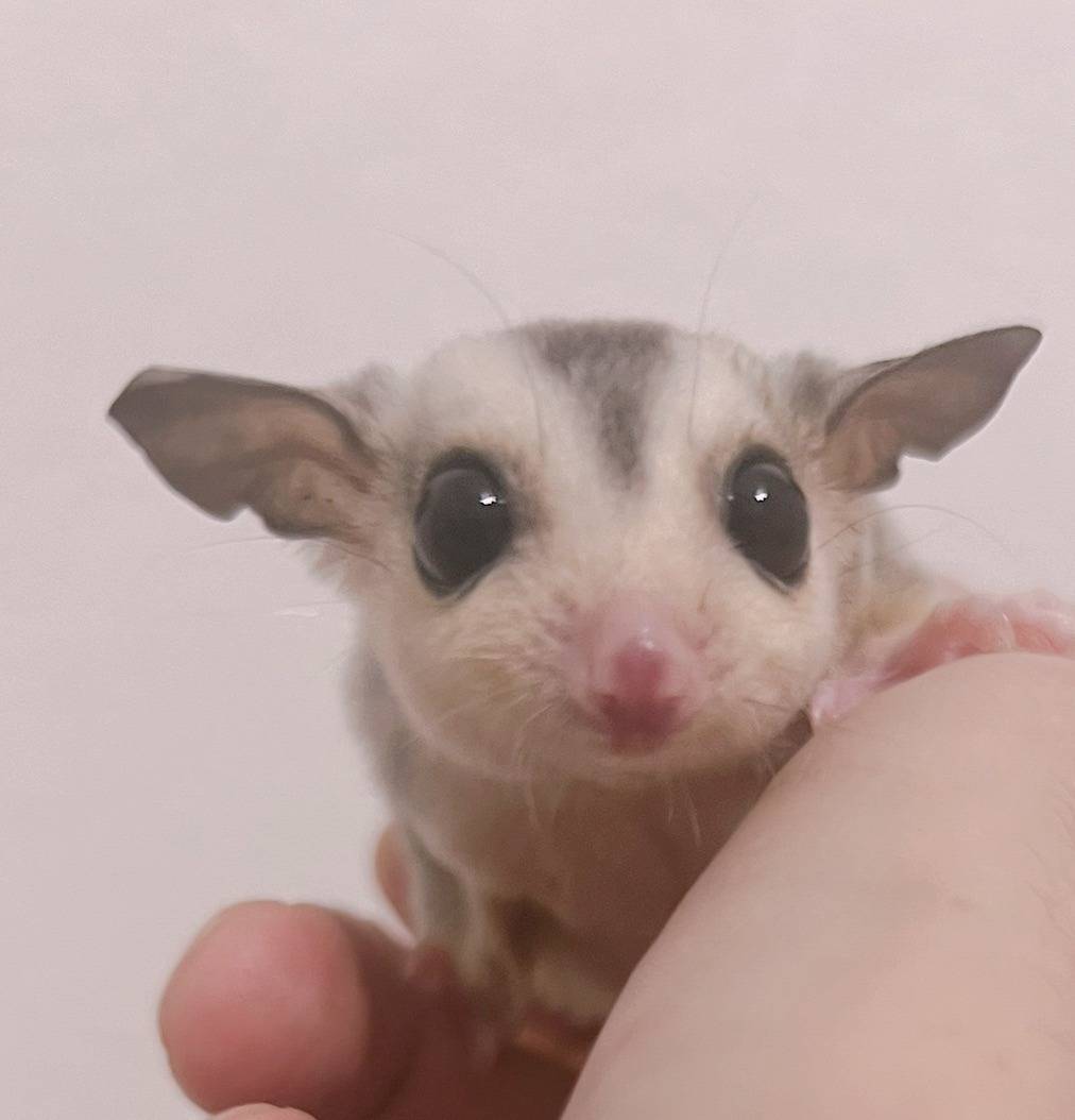 おむかえがきまりました