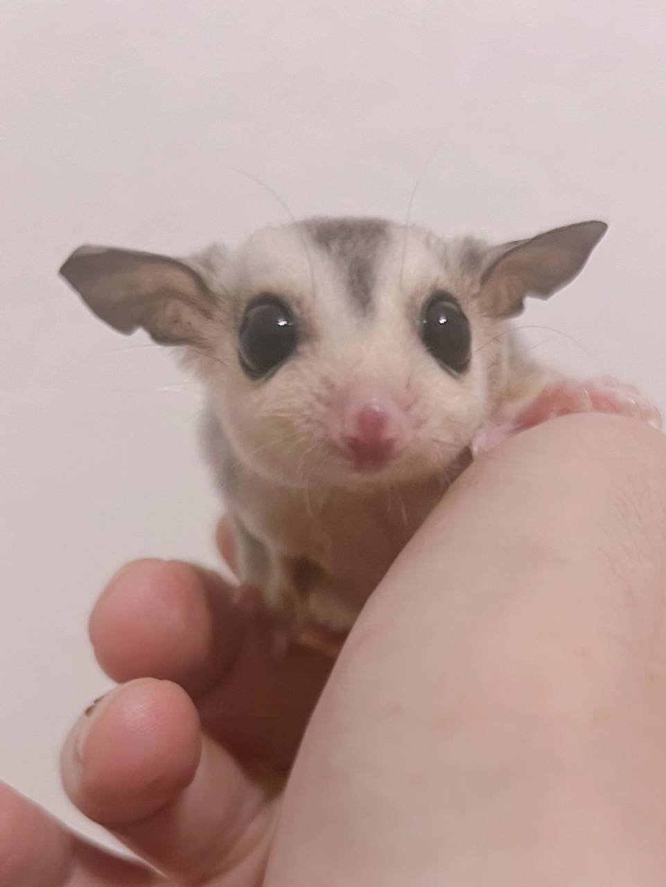 おむかえがきまりました