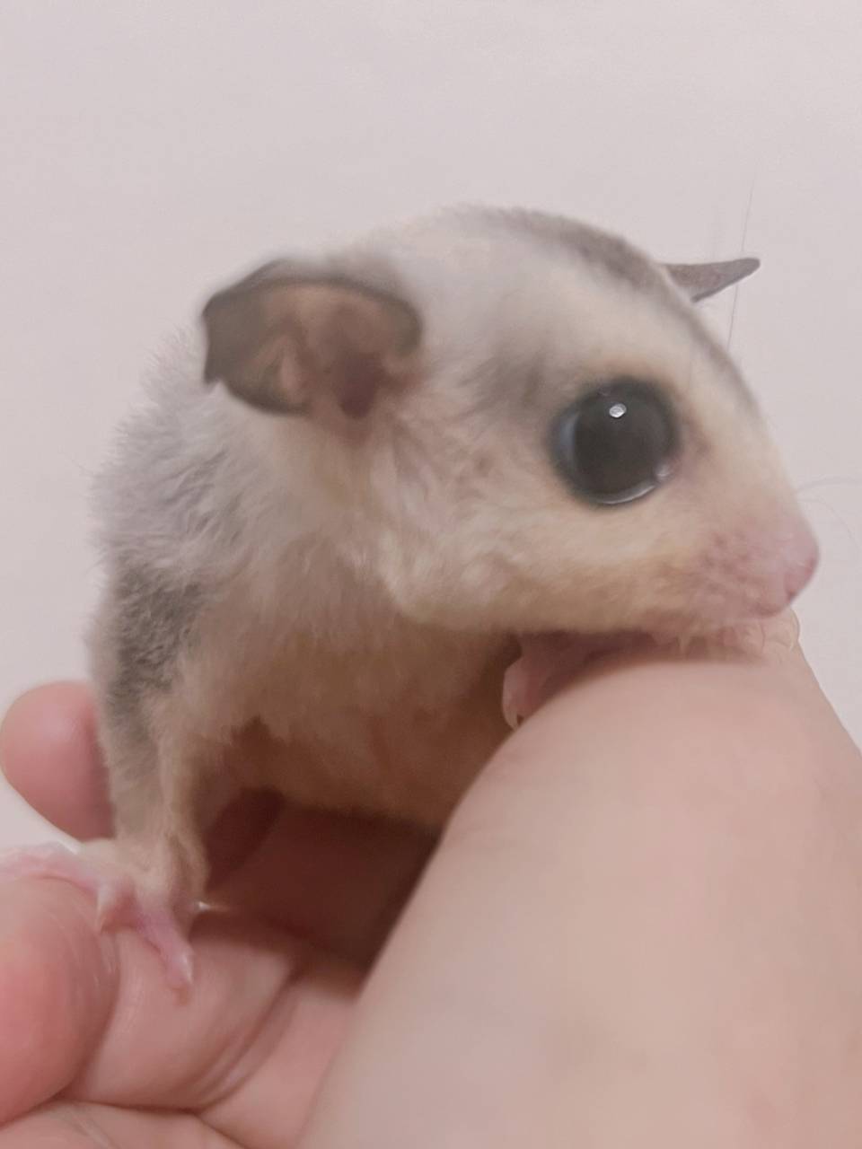 おむかえがきまりました