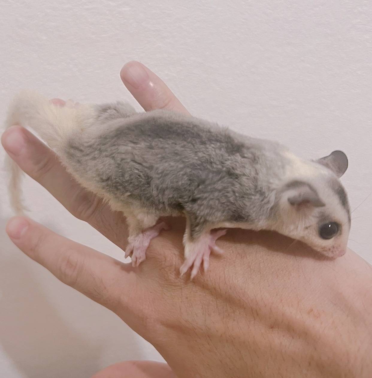 おむかえがきまりました