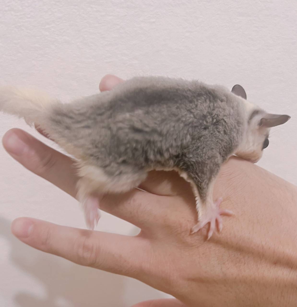 おむかえがきまりました