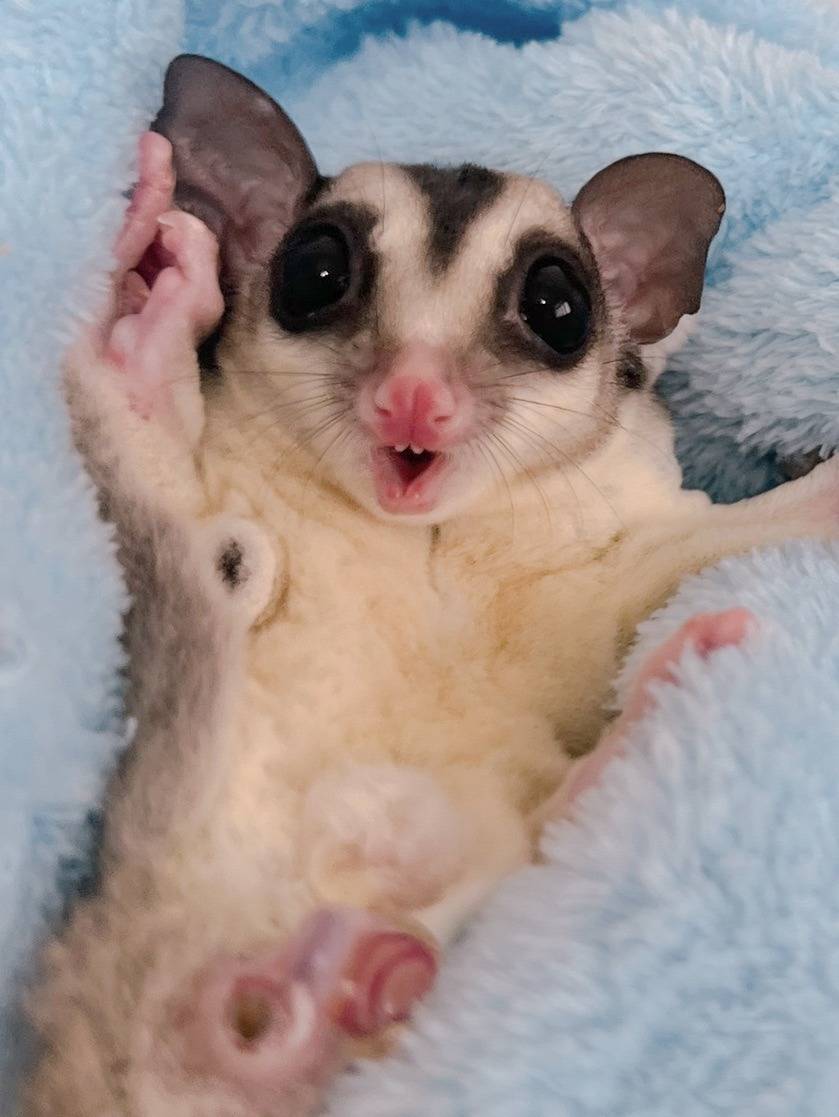 おむかえがきまりました