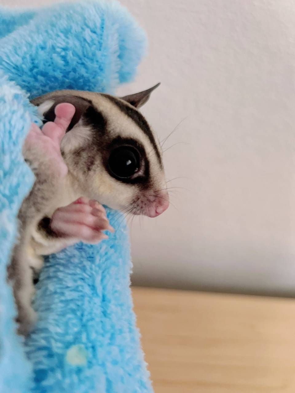 おむかえがきまりました