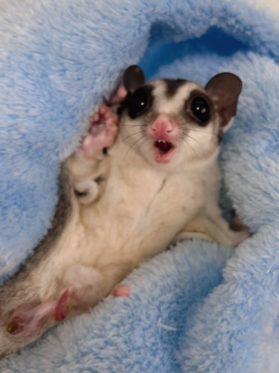 おむかえがきまりました