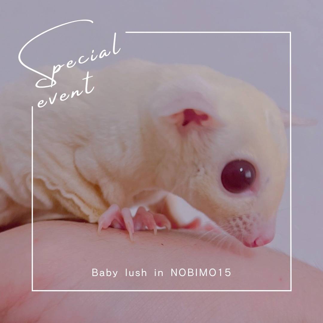 ルビープラチナ　おとこのこ