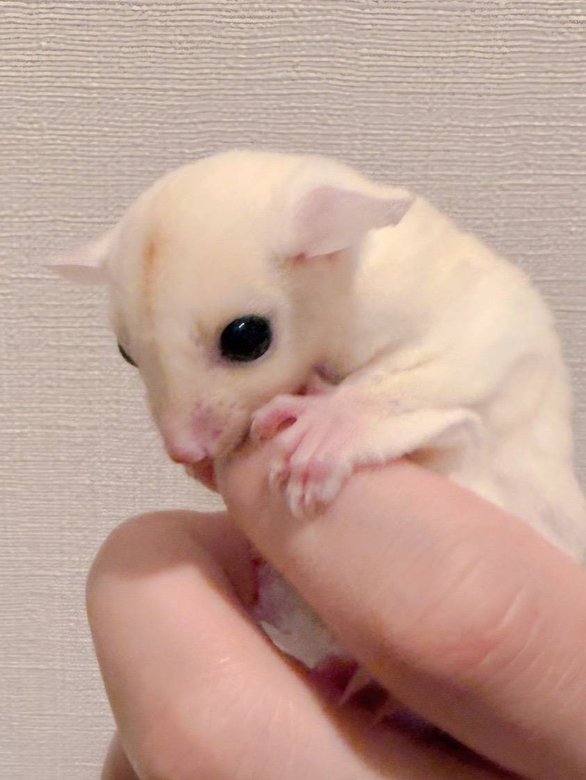 おむかえがきまりました