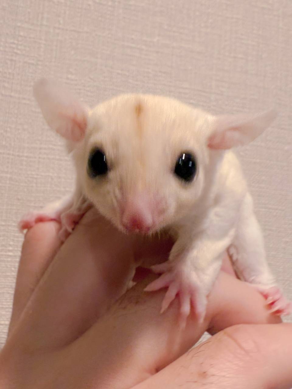 おむかえがきまりました