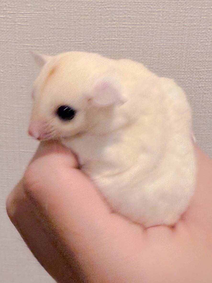 おむかえがきまりました