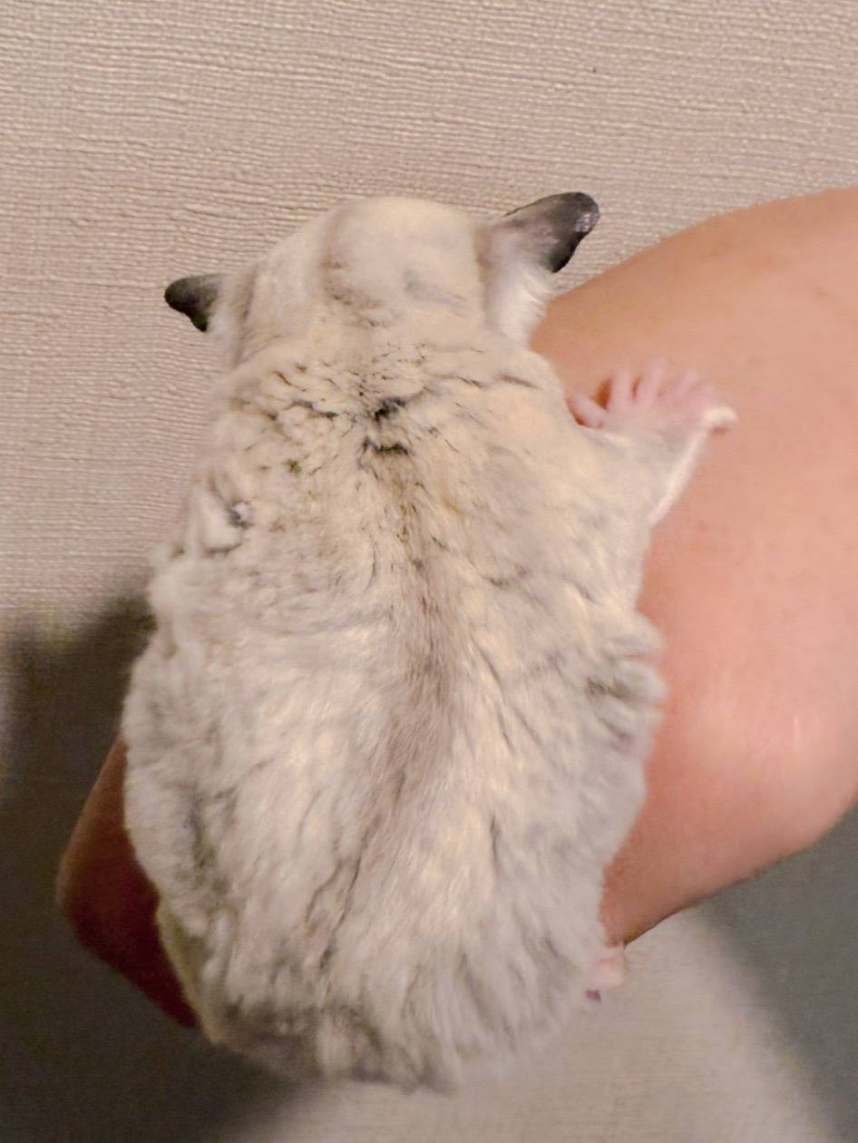 プラチナ おとこのこ