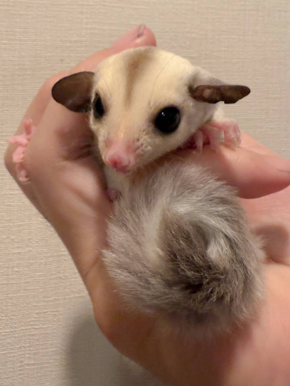 プラチナ おとこのこ