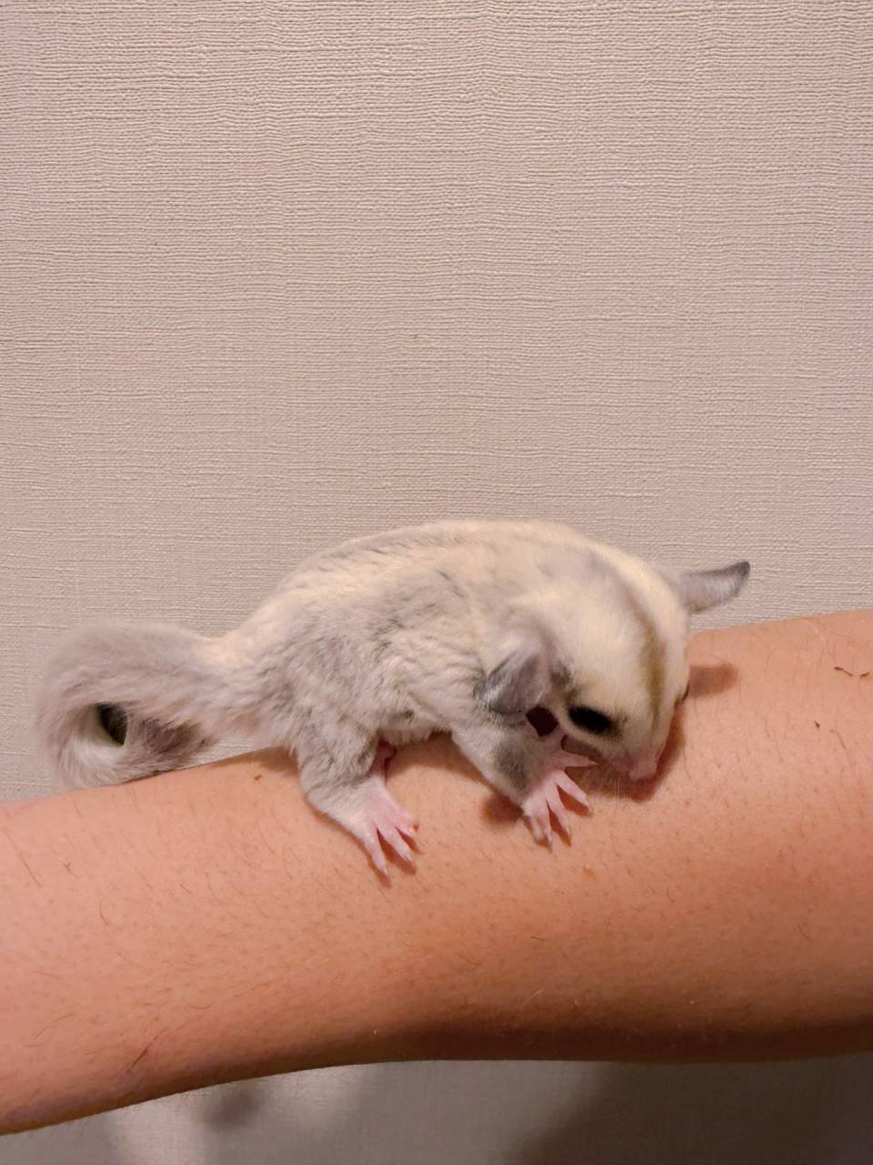 プラチナ おとこのこ