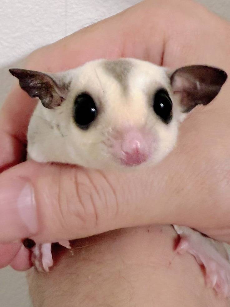 おむかえがきまりました