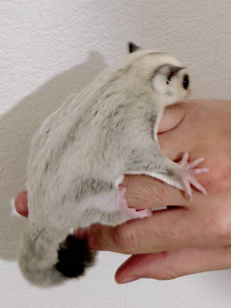 おむかえがきまりました