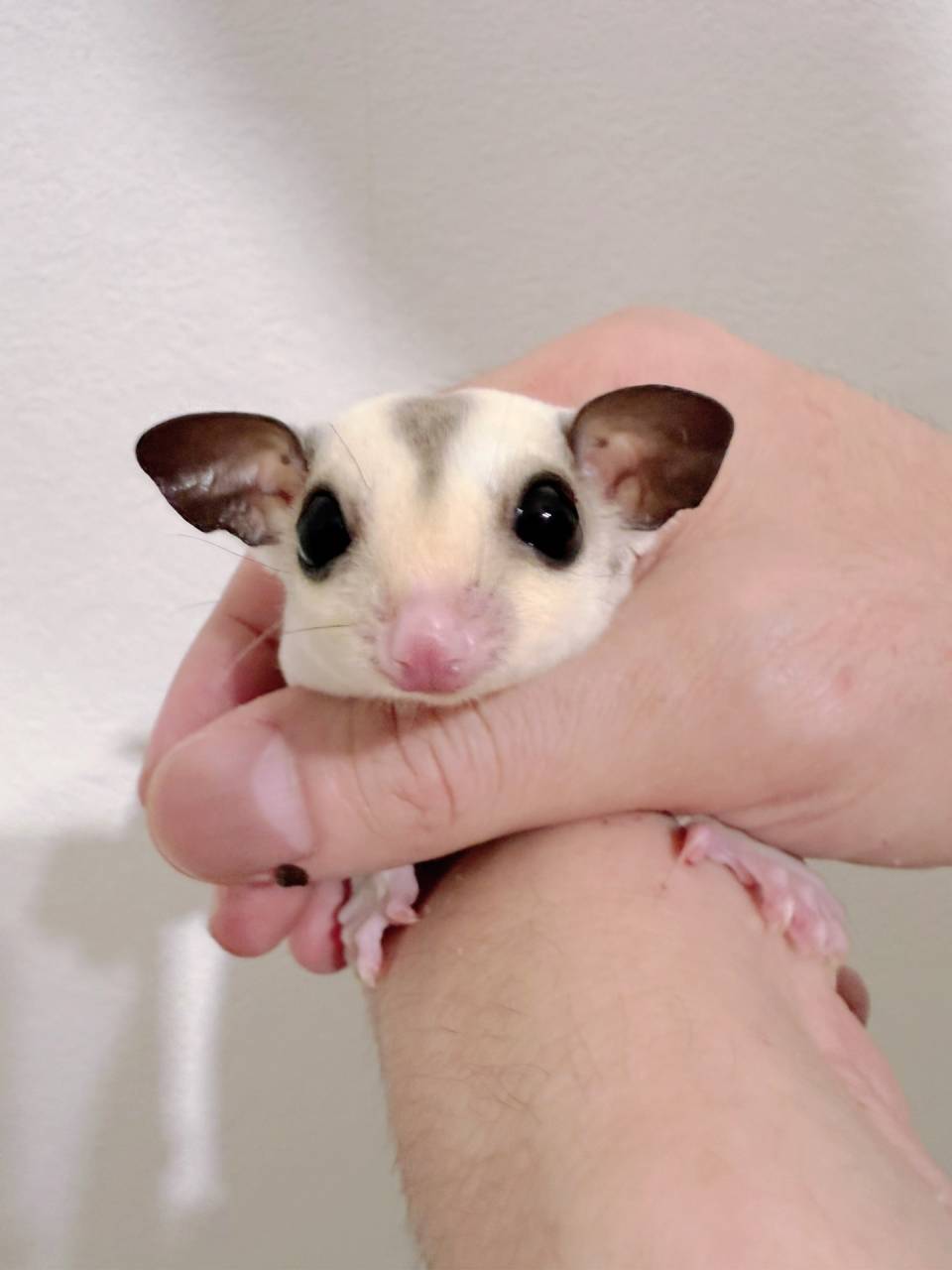 おむかえがきまりました