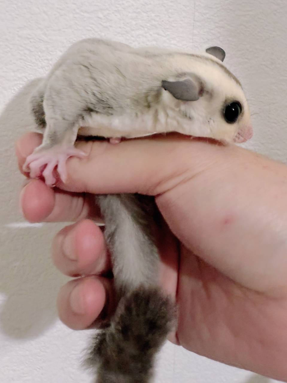 おむかえがきまりました