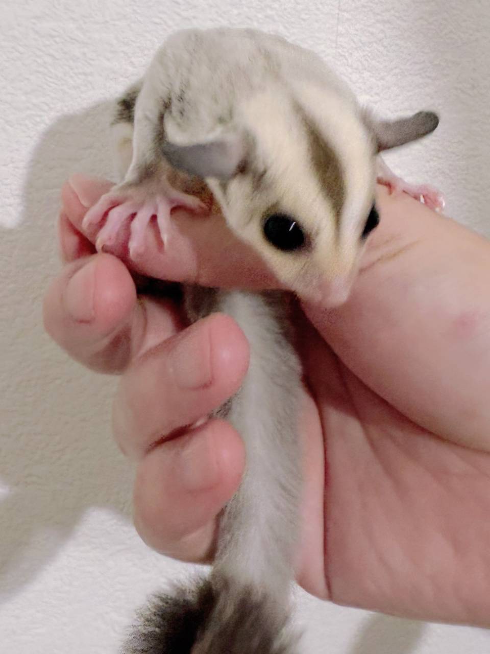 おむかえがきまりました