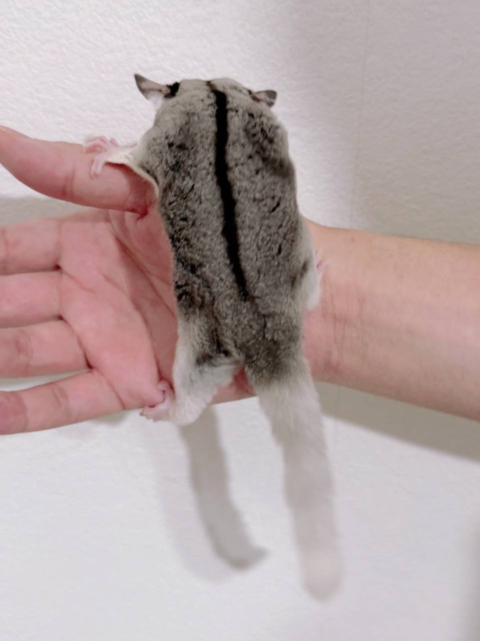 おむかえがきまりました