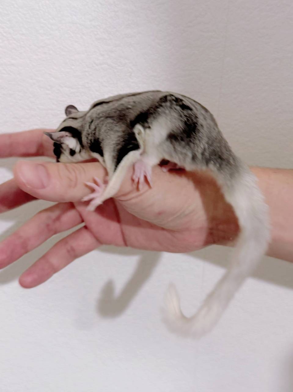 おむかえがきまりました