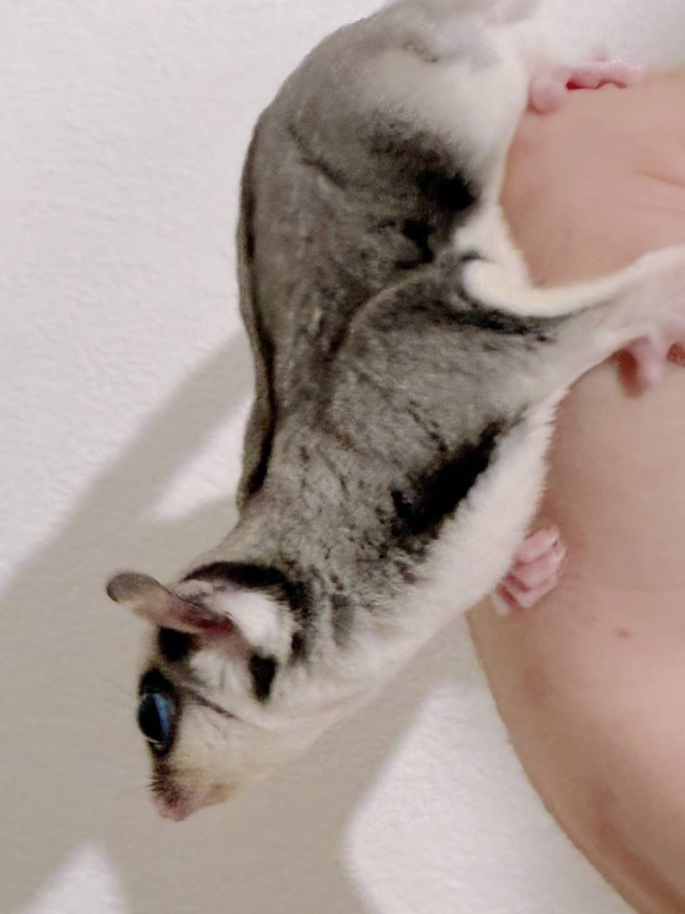 おむかえがきまりました