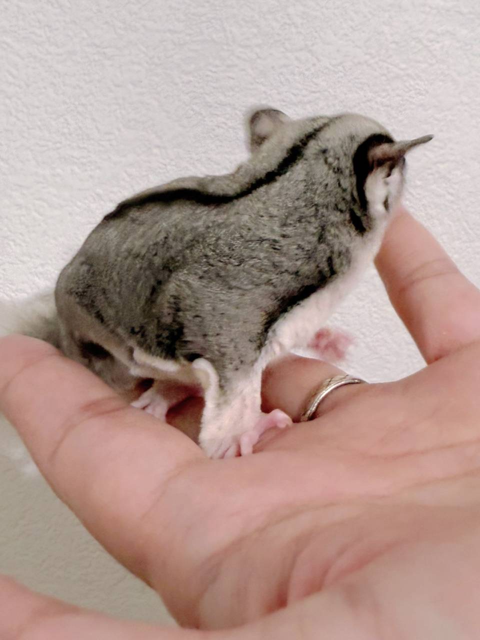 おむかえがきまりました