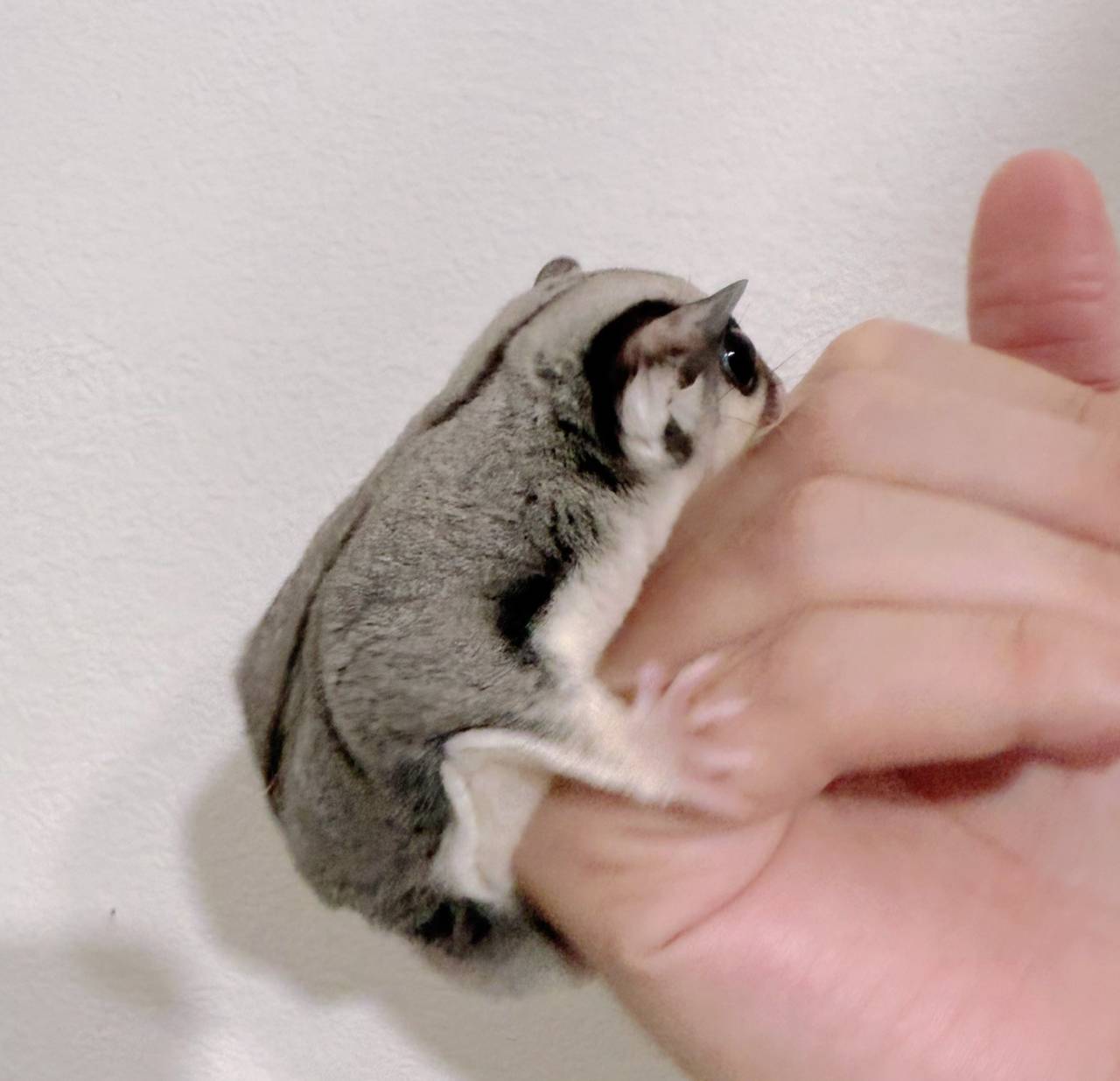 おむかえがきまりました