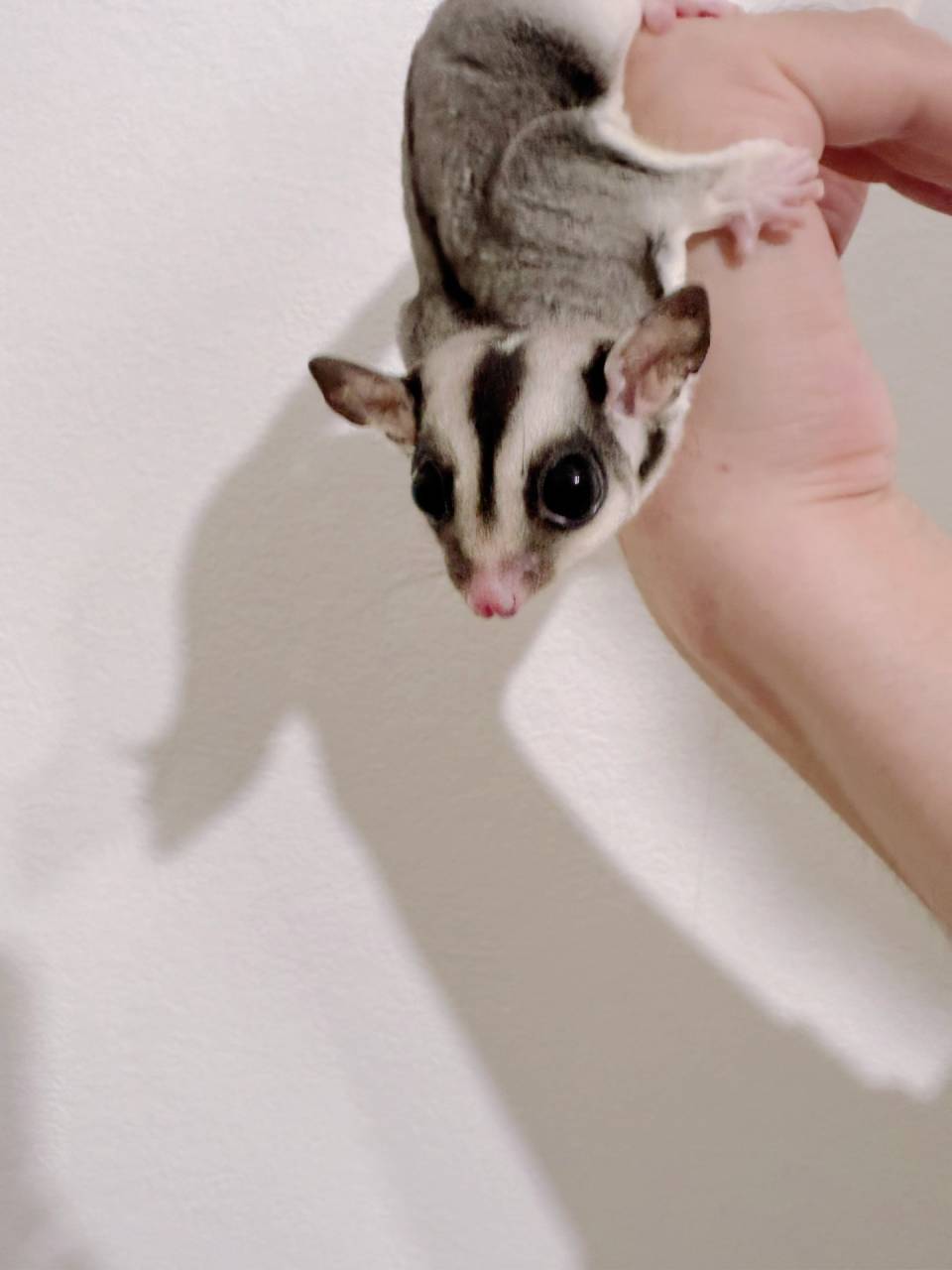 おむかえがきまりました