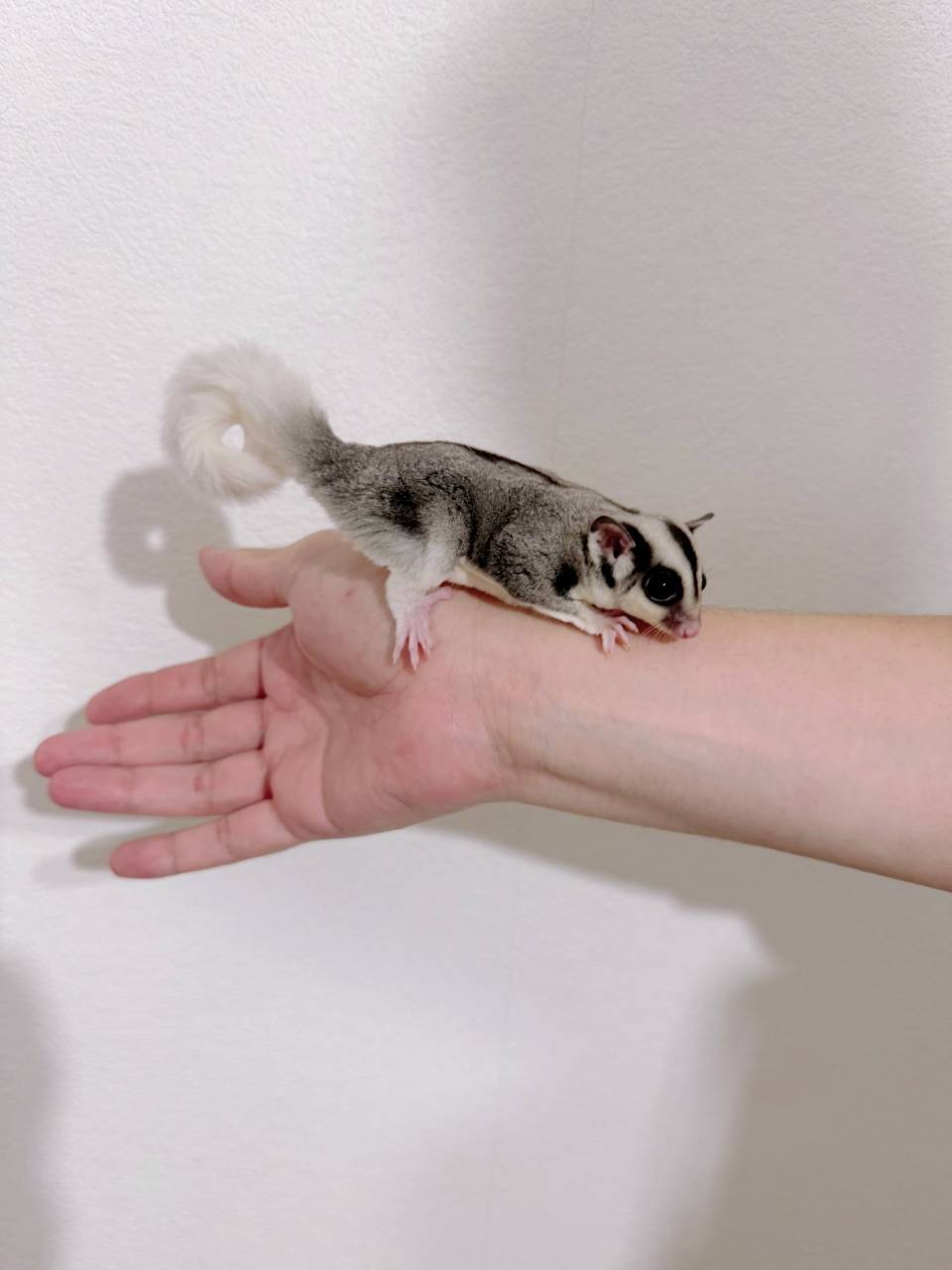 おむかえがきまりました