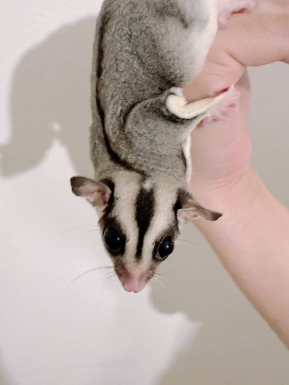 おむかえがきまりました