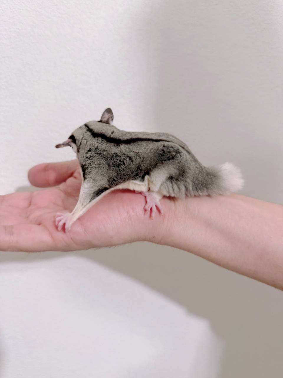 おむかえがきまりました