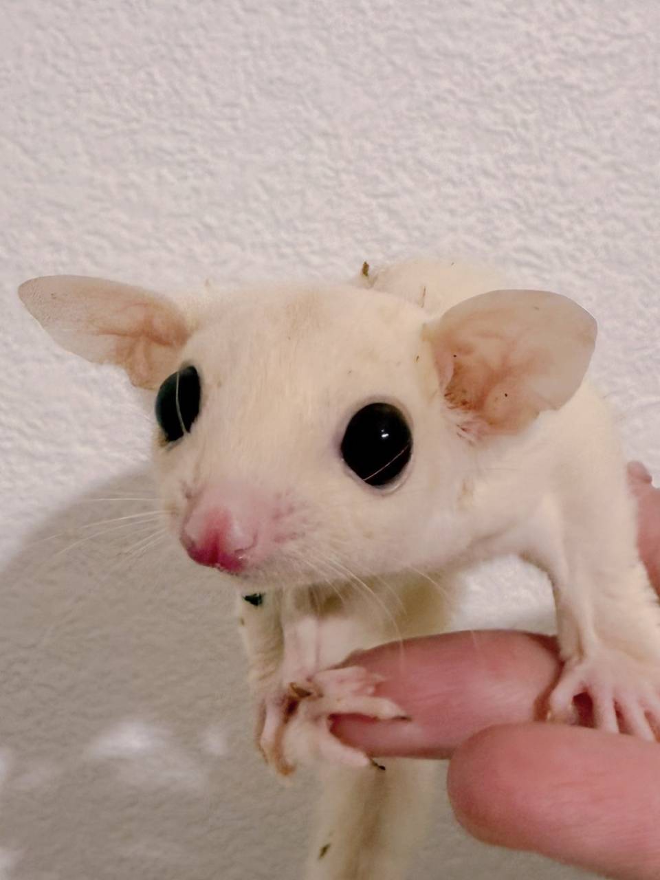 おむかえがきまりました