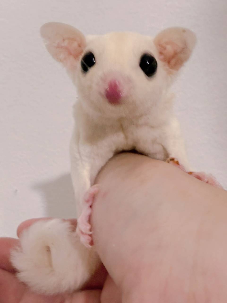 おむかえがきまりました