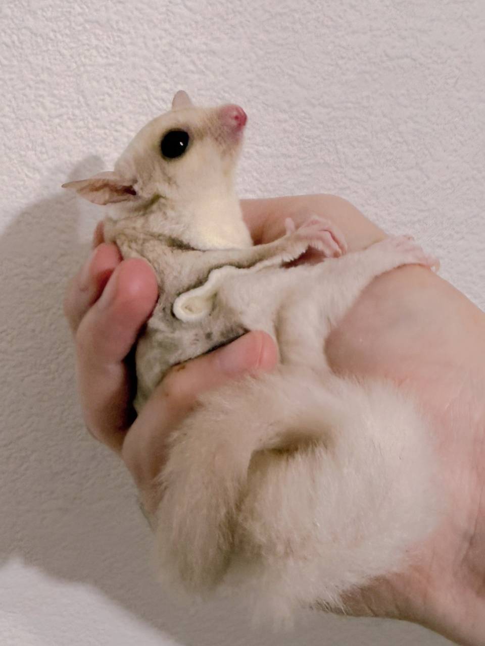 おむかえがきまりました