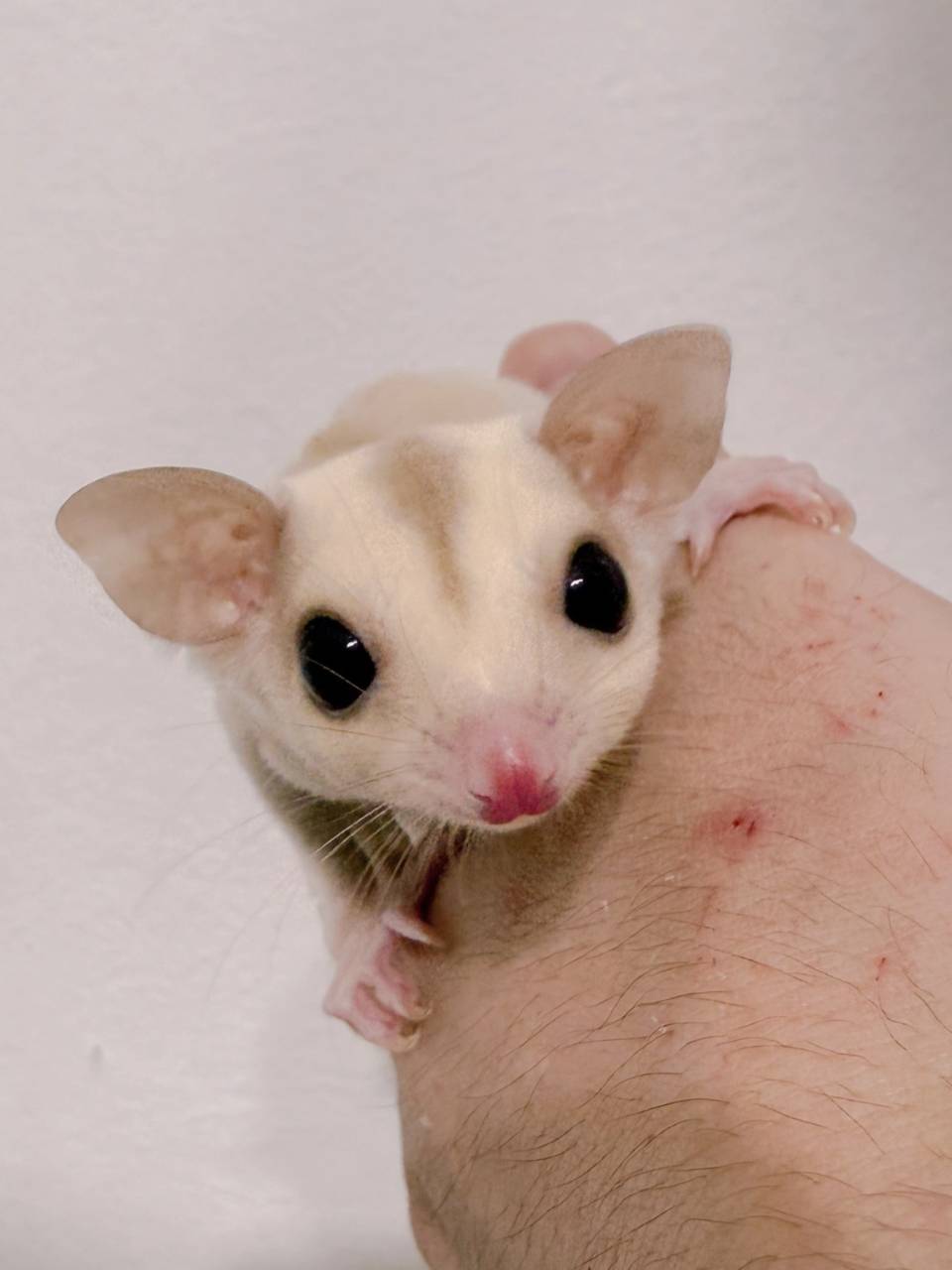 おむかえがきまりました