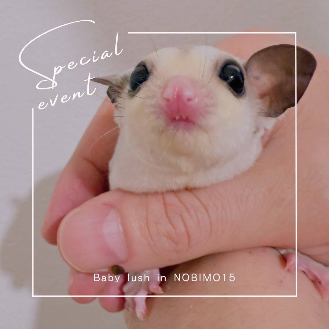 おむかえがきまりました