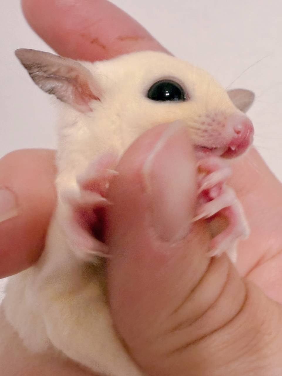 おむかえがきまりました