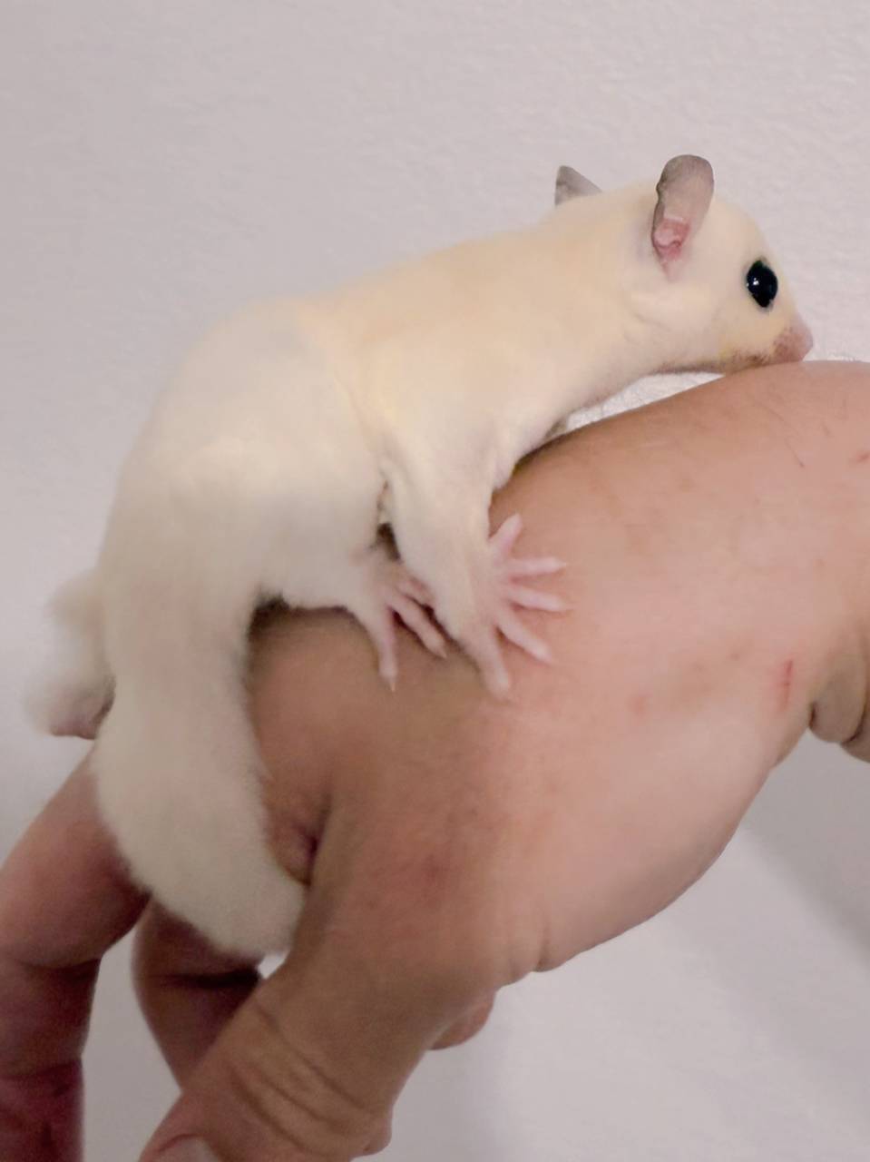 おむかえがきまりました