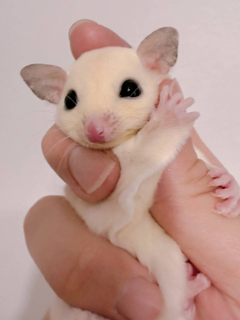 おむかえがきまりました