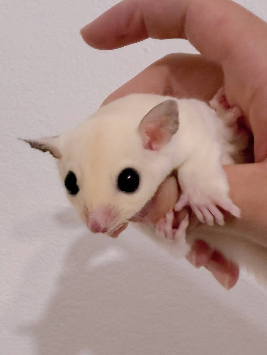 おむかえがきまりました