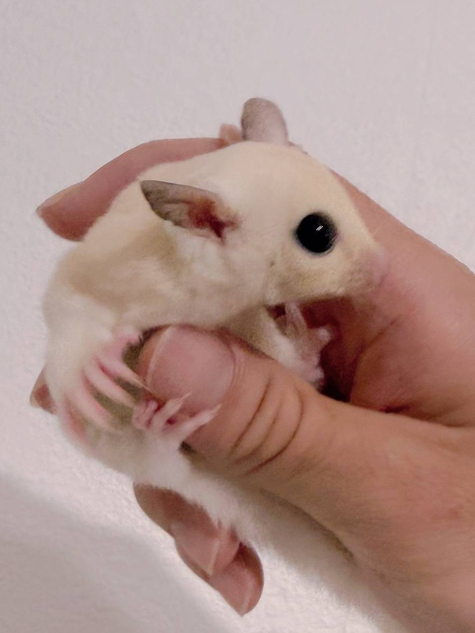 おむかえがきまりました