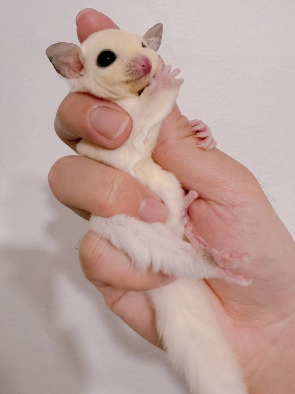 おむかえがきまりました