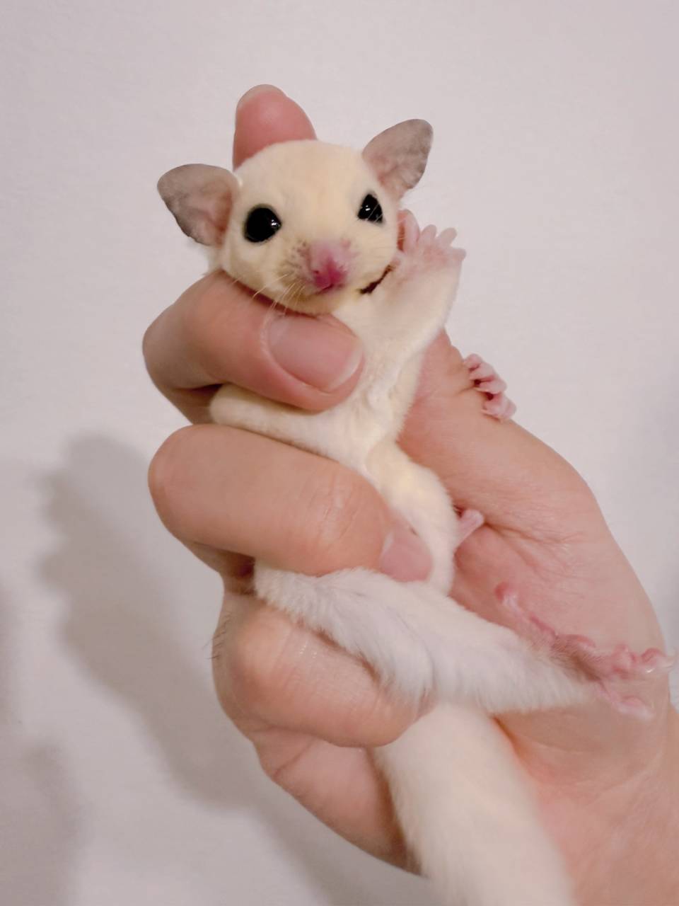 おむかえがきまりました