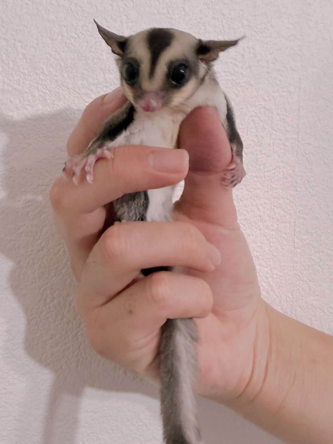 おむかえがきまりました