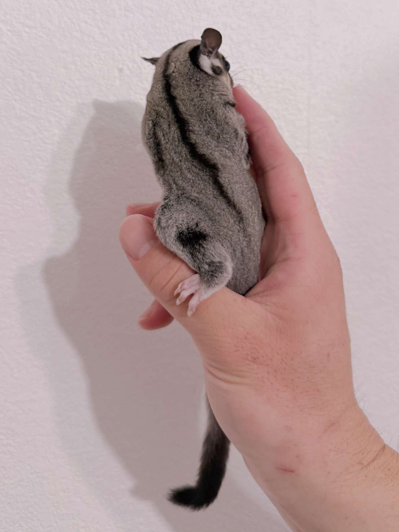 おむかえがきまりました