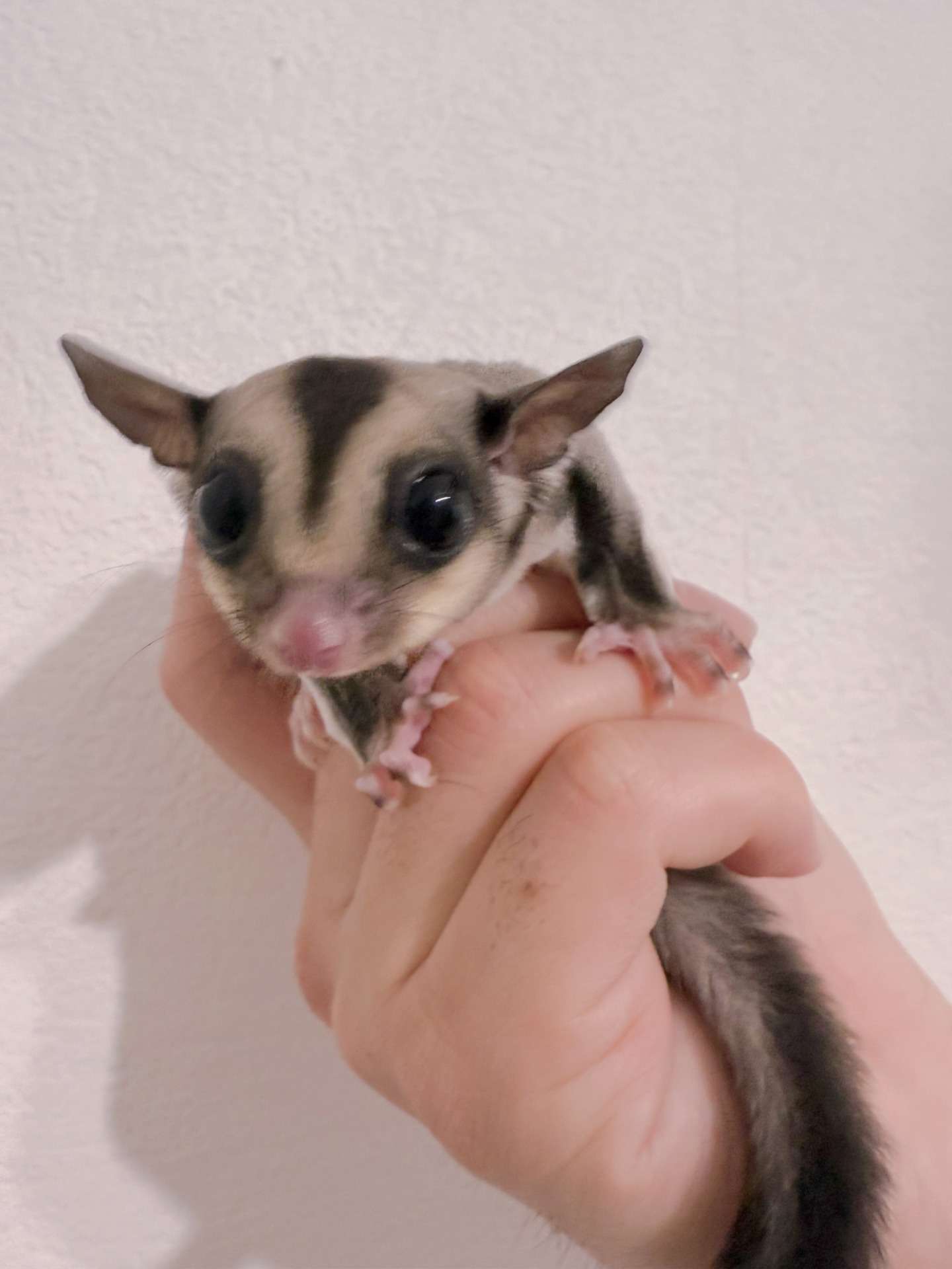 おむかえがきまりました