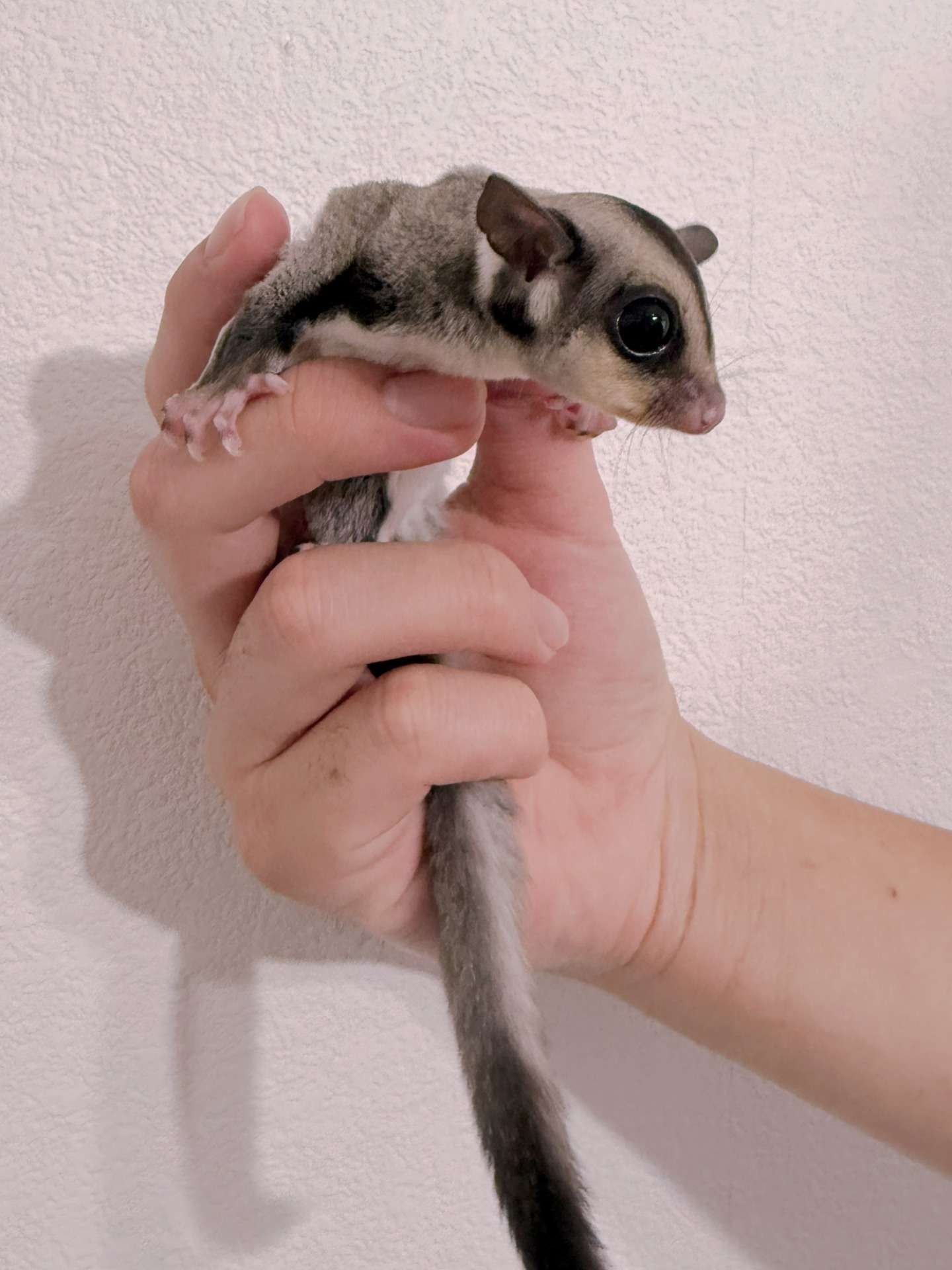 おむかえがきまりました